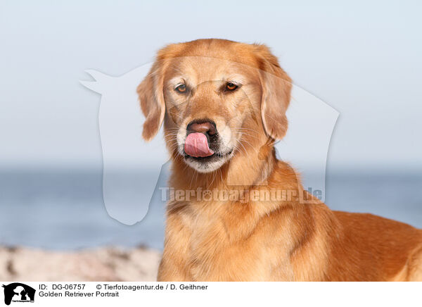 Golden Retriever Portrait / Golden Retriever Portrait / DG-06757