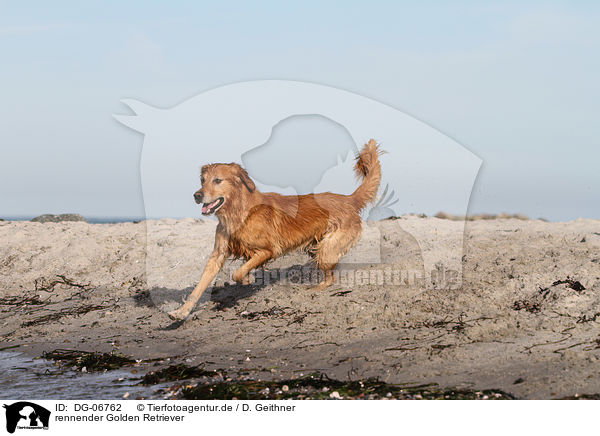 rennender Golden Retriever / running Golden Retriever / DG-06762