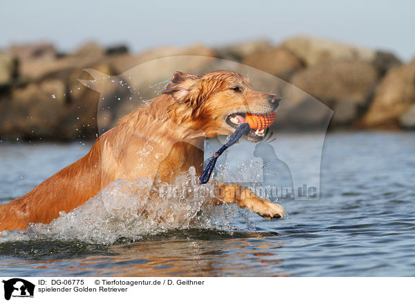 spielender Golden Retriever / playing Golden Retriever / DG-06775