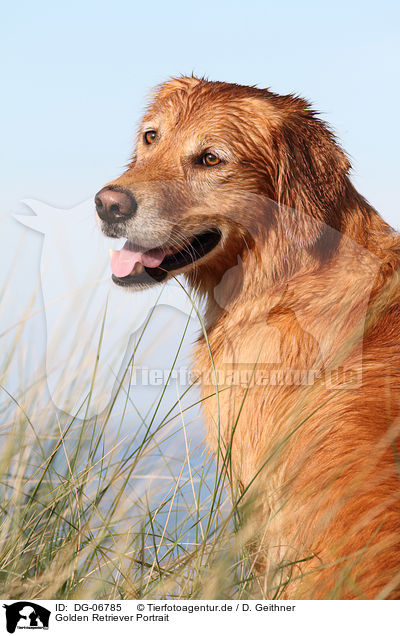 Golden Retriever Portrait / Golden Retriever Portrait / DG-06785
