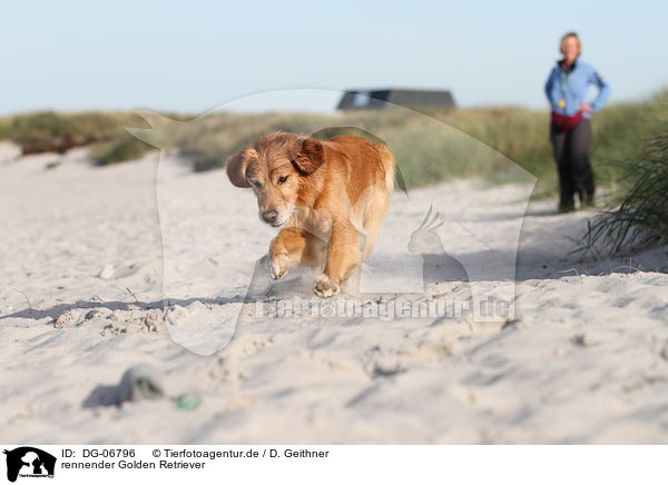 rennender Golden Retriever / running Golden Retriever / DG-06796