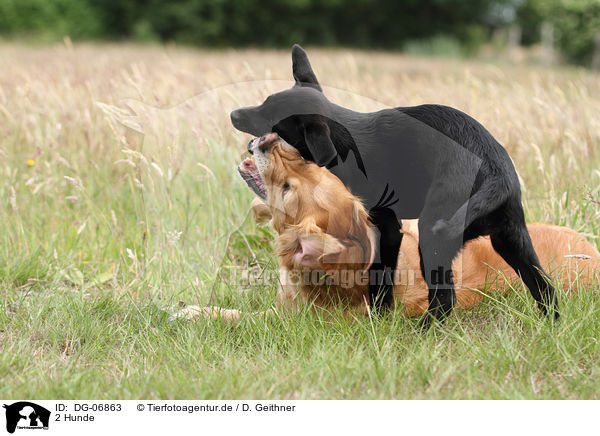 2 Hunde / 2 dogs / DG-06863