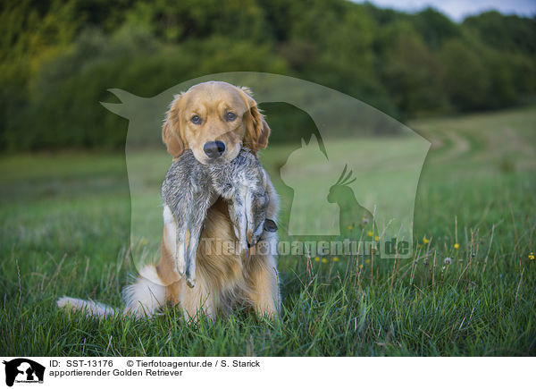 apportierender Golden Retriever / retrieving Golden Retriever / SST-13176