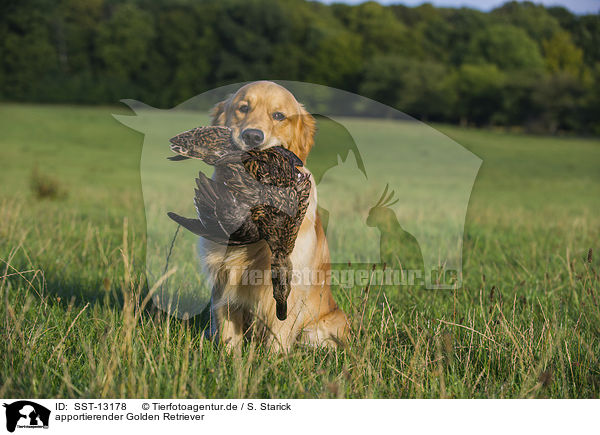 apportierender Golden Retriever / retrieving Golden Retriever / SST-13178