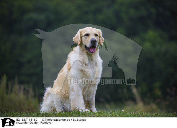 sitzender Golden Retriever / sitting Golden Retriever / SST-13189