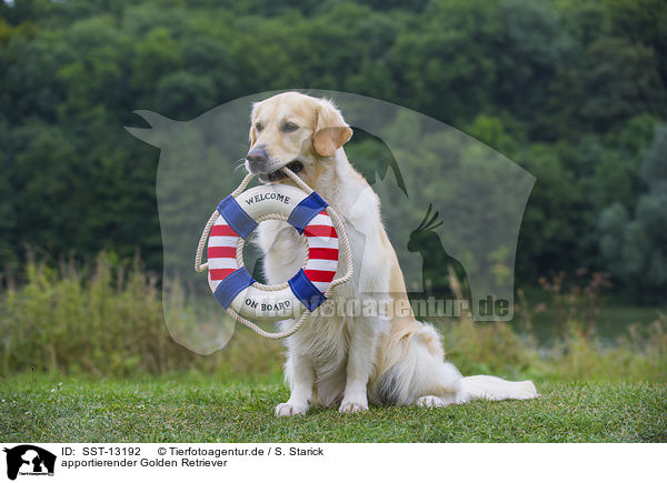 apportierender Golden Retriever / retrieving Golden Retriever / SST-13192