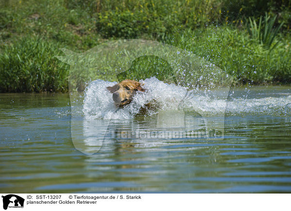 planschender Golden Retriever / splashing Golden Retriever / SST-13207