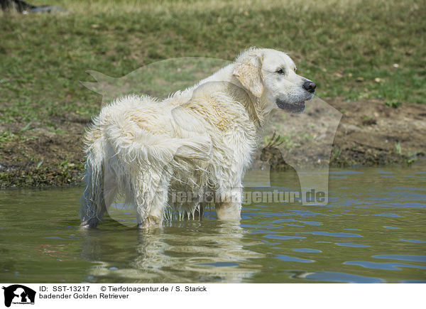 badender Golden Retriever / bathing Golden Retriever / SST-13217
