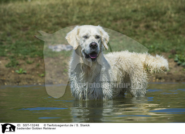 badender Golden Retriever / bathing Golden Retriever / SST-13248