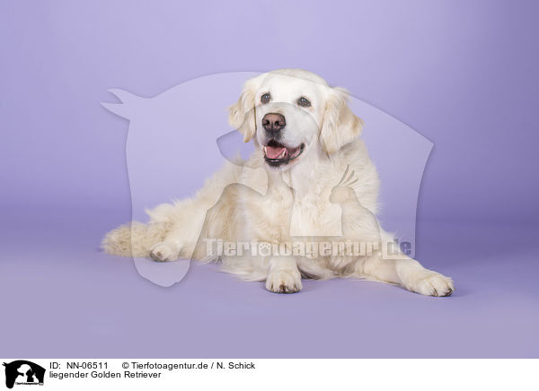 liegender Golden Retriever / lying Golden Retriever / NN-06511