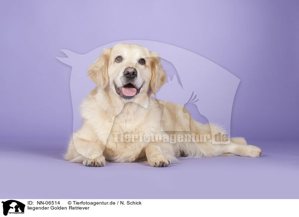 liegender Golden Retriever / lying Golden Retriever / NN-06514