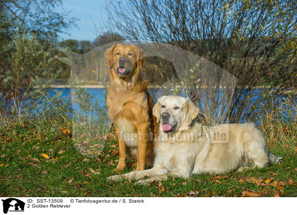 2 Golden Retriever / 2 Golden Retriever / SST-13509