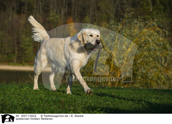 spielender Golden Retriever / playing Golden Retriever / SST-13522