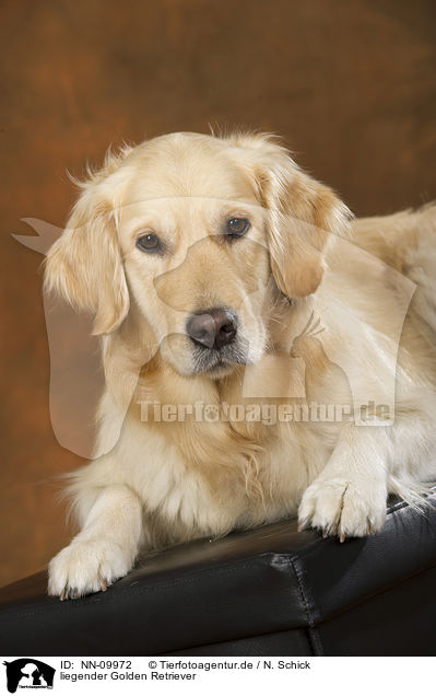 liegender Golden Retriever / lying Golden Retriever / NN-09972