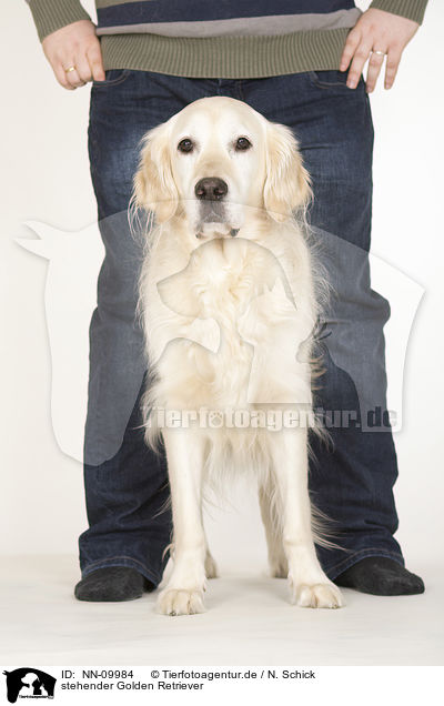 stehender Golden Retriever / standing Golden Retriever / NN-09984