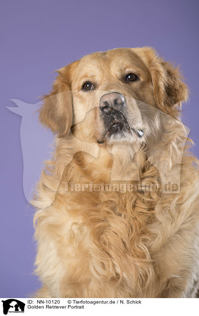 Golden Retriever Portrait / Golden Retriever Portrait / NN-10120