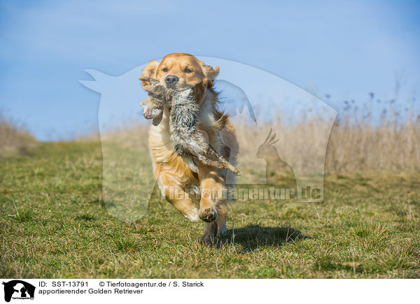 apportierender Golden Retriever / retrieving Golden Retriever / SST-13791