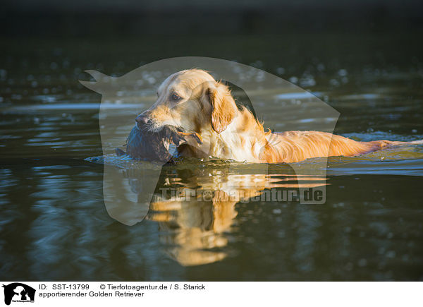 apportierender Golden Retriever / retrieving Golden Retriever / SST-13799