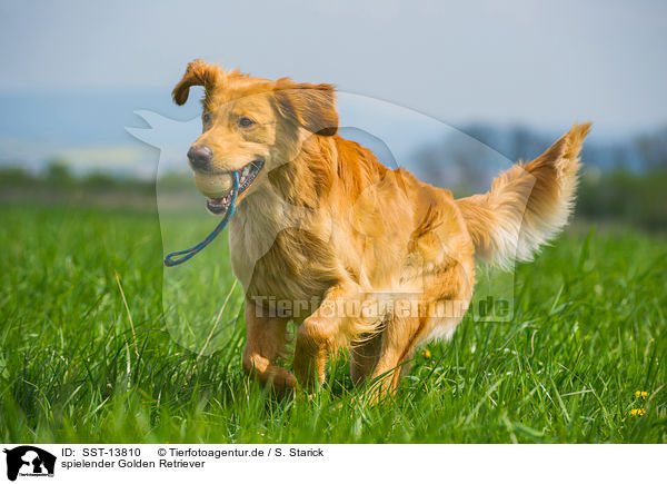 spielender Golden Retriever / playing Golden Retriever / SST-13810