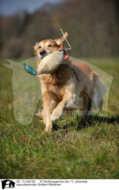 apportierender Golden Retriever / retrieving Golden Retriever / YJ-08152