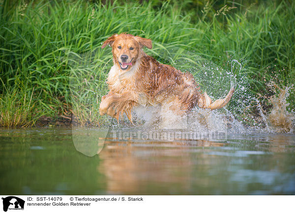 rennender Golden Retriever / running Golden Retriever / SST-14079