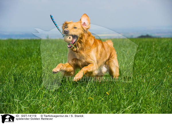 spielender Golden Retriever / playing Golden Retriever / SST-14119