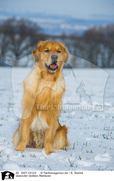 sitzender Golden Retriever / sitting Golden Retriever / SST-14123