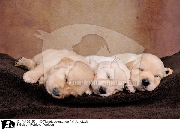 3 Golden Retriever Welpen / YJ-09159