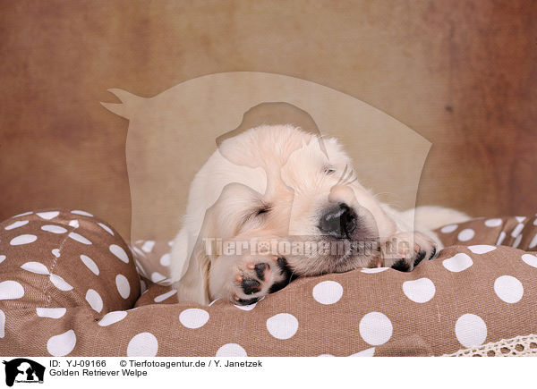 Golden Retriever Welpe / Golden Retriever Puppy / YJ-09166