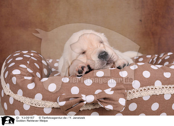 Golden Retriever Welpe / Golden Retriever Puppy / YJ-09167