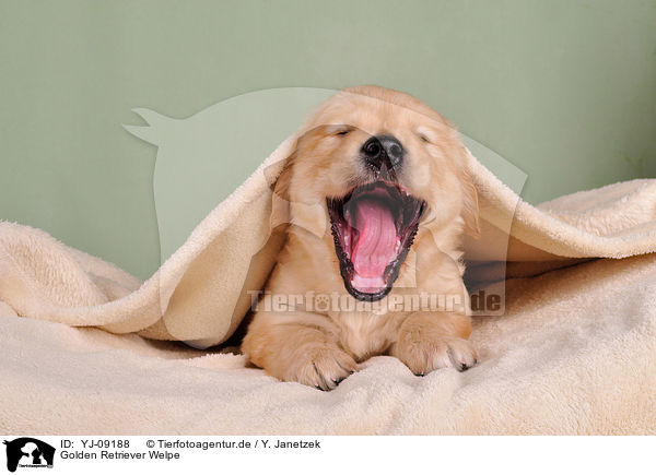 Golden Retriever Welpe / YJ-09188