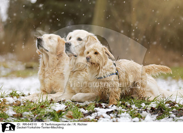 Dackel-Yorkshire-Terrier-Mischling / Dachshund-Yorkshire-Terrier-Mongrel / RR-64510