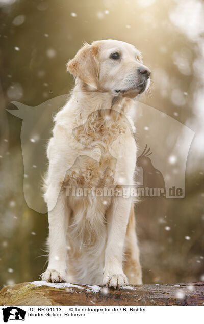 blinder Golden Retriever / blinde Golden Retriever / RR-64513