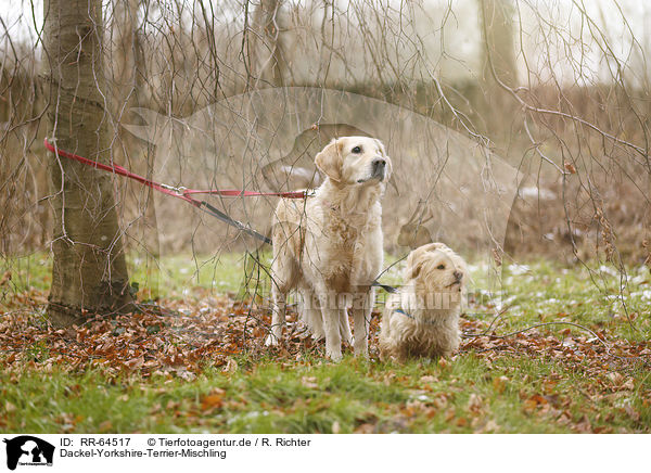 Dackel-Yorkshire-Terrier-Mischling / Dachshund-Yorkshire-Terrier-Mongrel / RR-64517