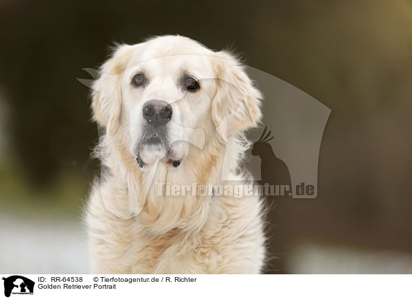 Golden Retriever Portrait / Golden Retriever Portrait / RR-64538