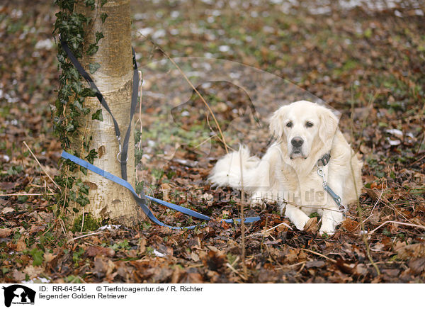 liegender Golden Retriever / lying Golden Retriever / RR-64545