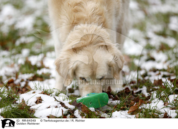 Golden Retriever / Golden Retriever / RR-64549