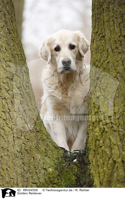 Golden Retriever / Golden Retriever / RR-64558
