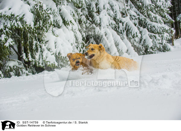 Golden Retriever im Schnee / Golden Retriever in the snow / SST-14759