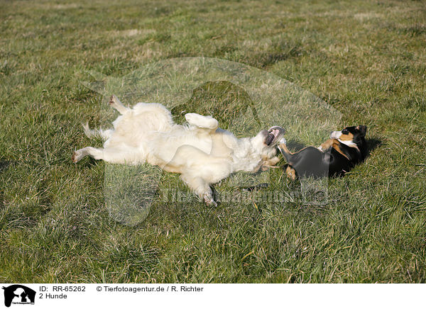 2 Hunde / 2 dogs / RR-65262