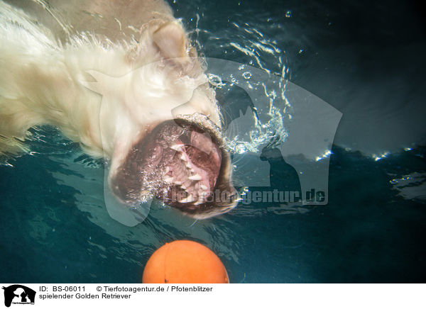 spielender Golden Retriever / playing Golden Retriever / BS-06011