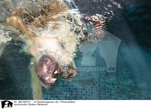 tauchender Golden Retriever / diving Golden Retriever / BS-06013
