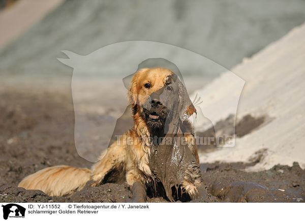 schlammiger Golden Retriever / muddy Golden Retriever / YJ-11552