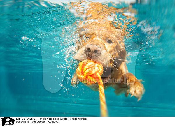 schwimmender Golden Retriever / swimming Golden Retriever / BS-06212