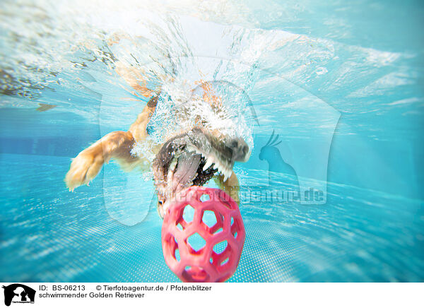 schwimmender Golden Retriever / swimming Golden Retriever / BS-06213