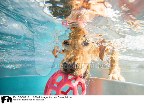 Golden Retriever im Wasser / BS-06216