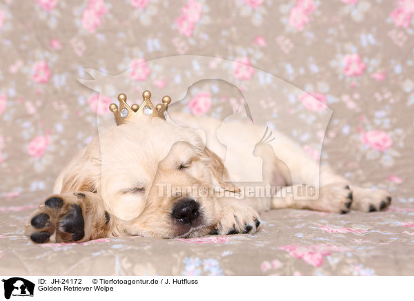 Golden Retriever Welpe / Golden Retriever Puppy / JH-24172