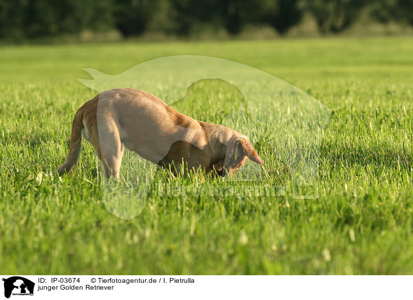 junger Golden Retriever / young Golden Retriever / IP-03674