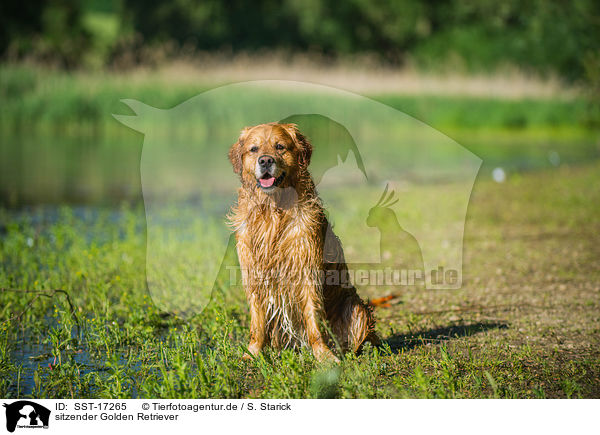 sitzender Golden Retriever / sitting Golden Retriever / SST-17265