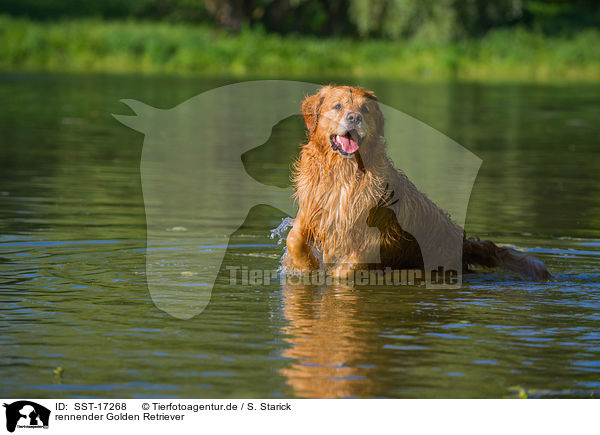 rennender Golden Retriever / running Golden Retriever / SST-17268